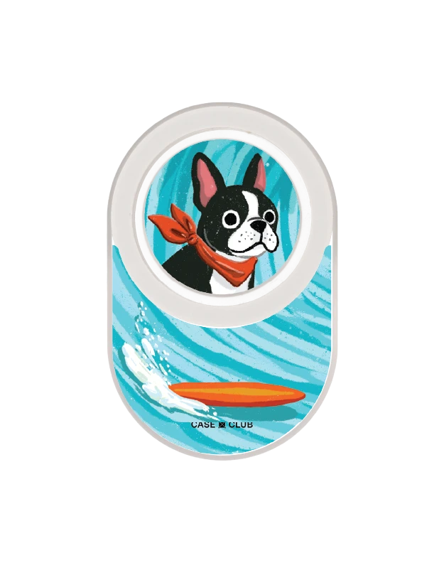 boston terrier surf